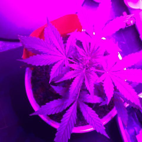 Easy Bud  ( ROYAL QUEEN SEEDS) FEMINISIERT growlog timeline photo