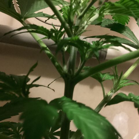 Easy Bud  ( ROYAL QUEEN SEEDS) FEMINISIERT growlog timeline photo