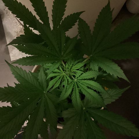 Easy Bud  ( ROYAL QUEEN SEEDS) FEMINISIERT growlog timeline photo