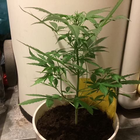 Easy Bud  ( ROYAL QUEEN SEEDS) FEMINISIERT growlog timeline photo