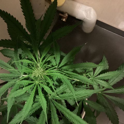 Easy Bud  ( ROYAL QUEEN SEEDS) FEMINISIERT growlog timeline photo