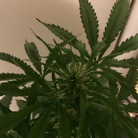 Easy Bud  ( ROYAL QUEEN SEEDS) FEMINISIERT growlog timeline photo