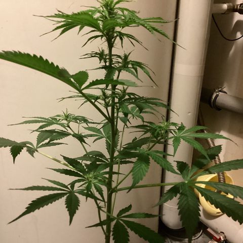 Easy Bud  ( ROYAL QUEEN SEEDS) FEMINISIERT growlog timeline photo