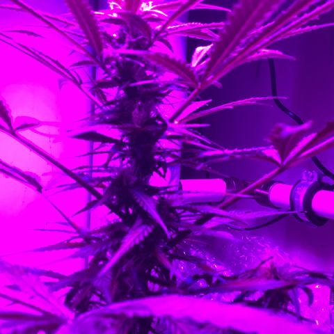 Easy Bud  ( ROYAL QUEEN SEEDS) FEMINISIERT growlog timeline photo