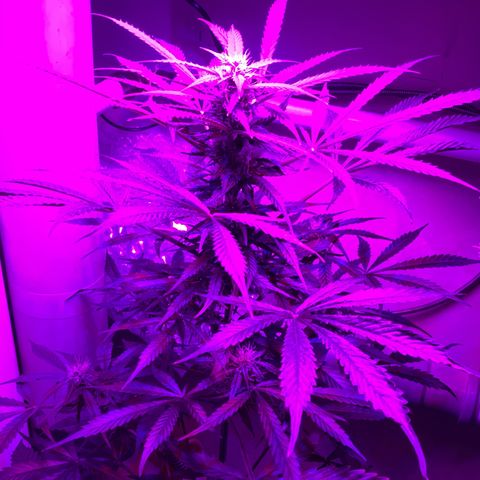Easy Bud  ( ROYAL QUEEN SEEDS) FEMINISIERT growlog timeline photo