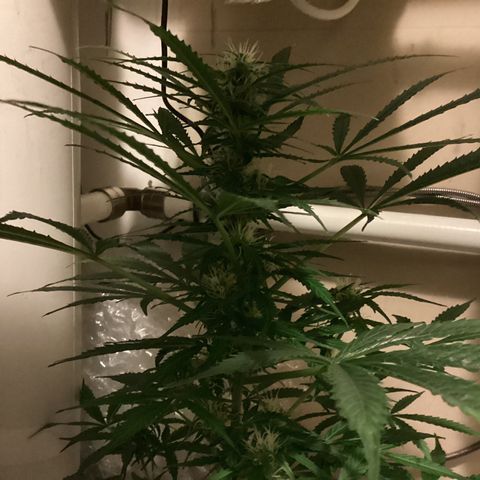 Easy Bud  ( ROYAL QUEEN SEEDS) FEMINISIERT growlog timeline photo