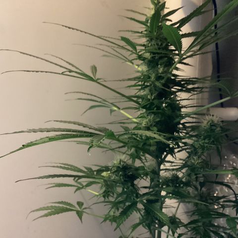 Easy Bud  ( ROYAL QUEEN SEEDS) FEMINISIERT growlog timeline photo