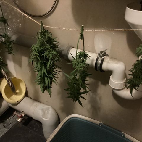 Easy Bud  ( ROYAL QUEEN SEEDS) FEMINISIERT growlog timeline photo