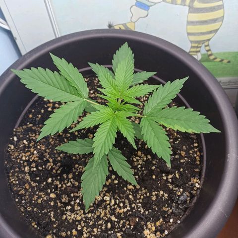 Unknown strain growlog timeline photo