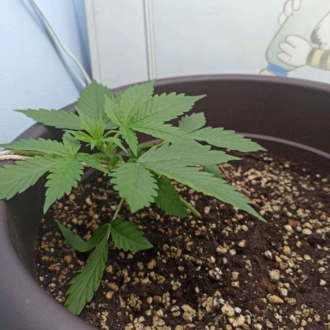 Unknown strain growlog timeline photo