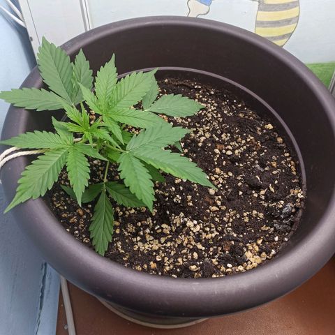 Unknown strain growlog timeline photo
