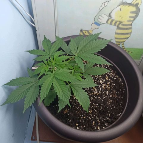 Unknown strain growlog timeline photo