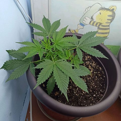 Unknown strain growlog timeline photo