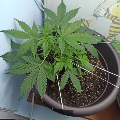 Unknown strain growlog timeline photo