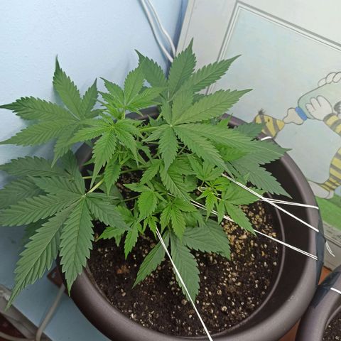Unknown strain growlog timeline photo
