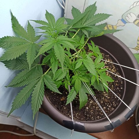 Unknown strain growlog timeline photo