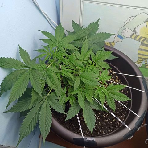 Unknown strain growlog timeline photo