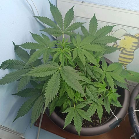 Unknown strain growlog timeline photo