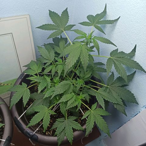 Unknown strain growlog timeline photo