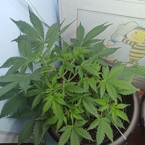 Unknown strain growlog timeline photo