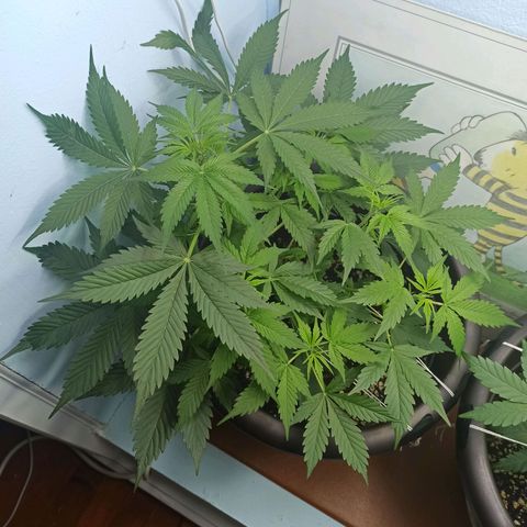Unknown strain growlog timeline photo