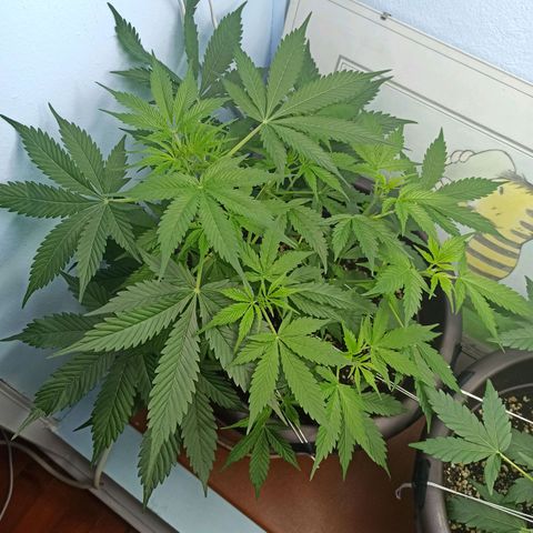 Unknown strain growlog timeline photo