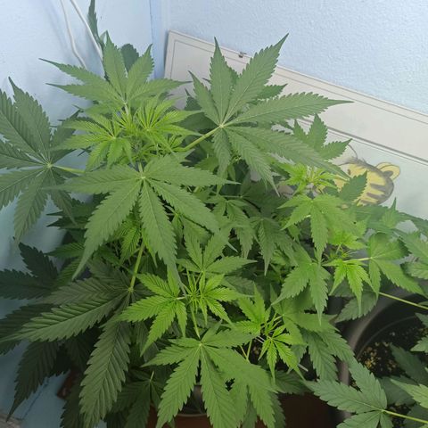 Unknown strain growlog timeline photo