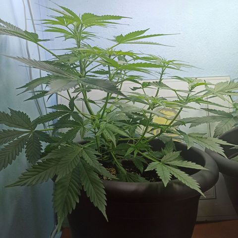 Unknown strain growlog timeline photo