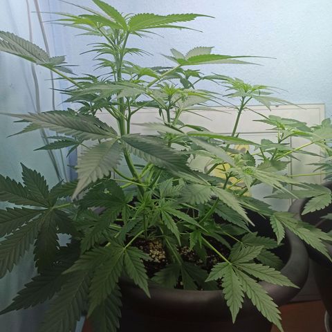 Unknown strain growlog timeline photo