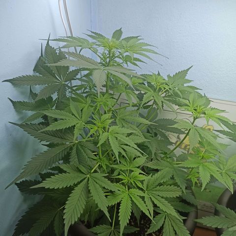 Unknown strain growlog timeline photo
