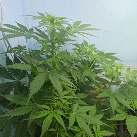 Unknown strain growlog timeline photo