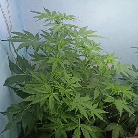 Unknown strain growlog timeline photo