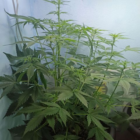 Unknown strain growlog timeline photo