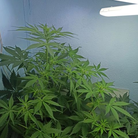 Unknown strain growlog timeline photo