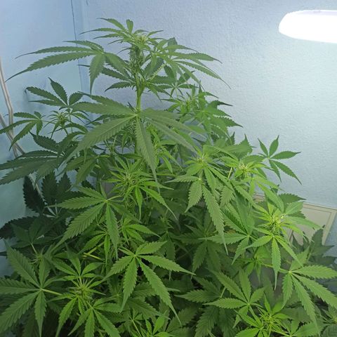 Unknown strain growlog timeline photo