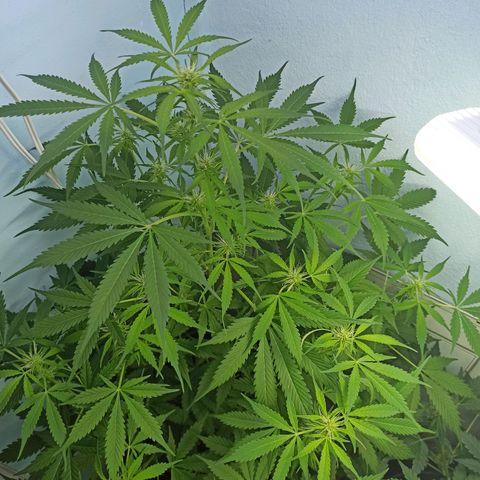 Unknown strain growlog timeline photo