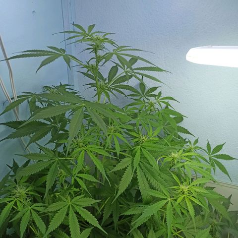 Unknown strain growlog timeline photo