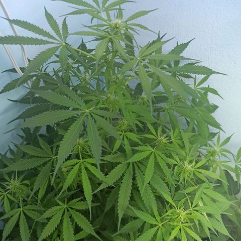 Unknown strain growlog timeline photo