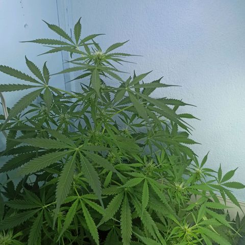 Unknown strain growlog timeline photo