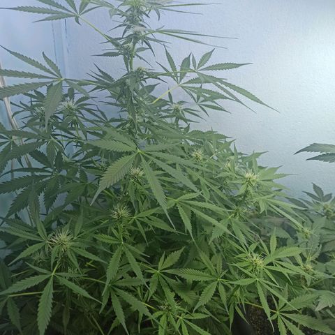 Unknown strain growlog timeline photo