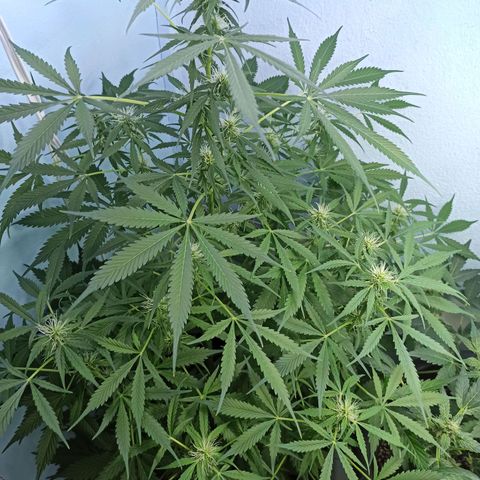 Unknown strain growlog timeline photo