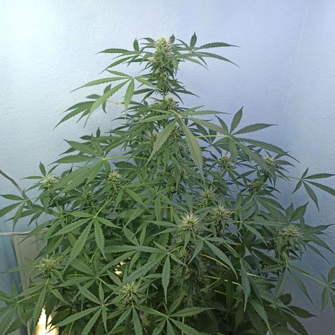 Unknown strain growlog timeline photo