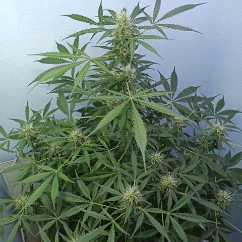 Unknown strain growlog timeline photo