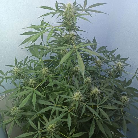 Unknown strain growlog timeline photo