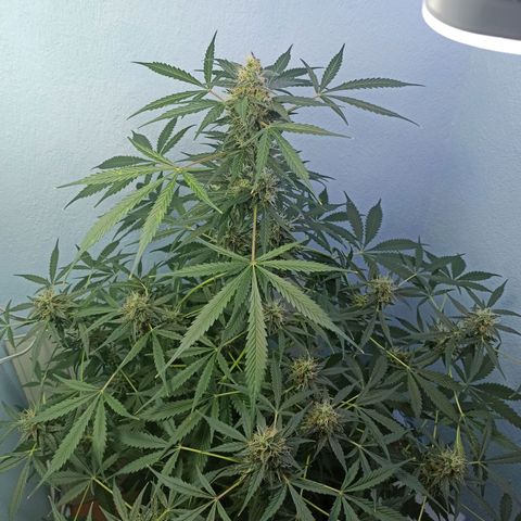 Unknown strain growlog timeline photo