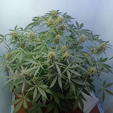 Unknown strain growlog timeline photo