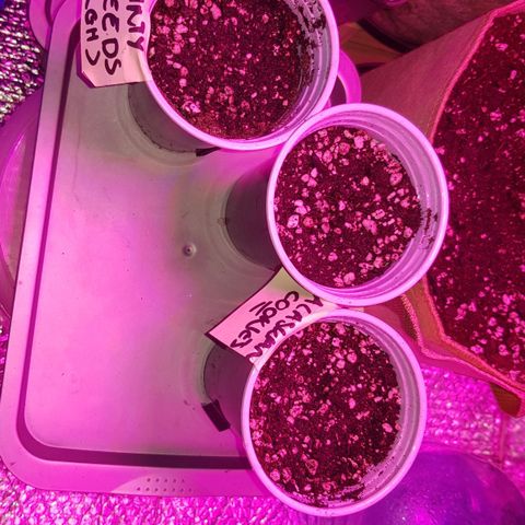 trinity seeds (greenhouse) growlog timeline photo