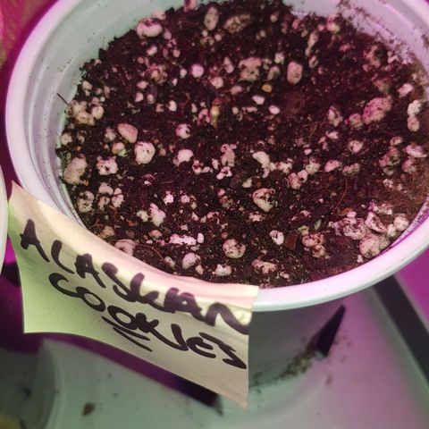 trinity seeds (greenhouse) growlog timeline photo