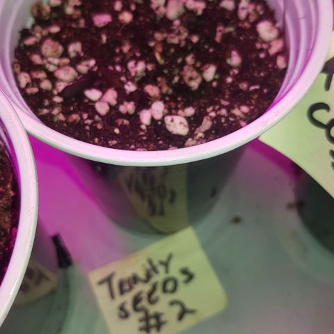 trinity seeds (greenhouse) growlog timeline photo