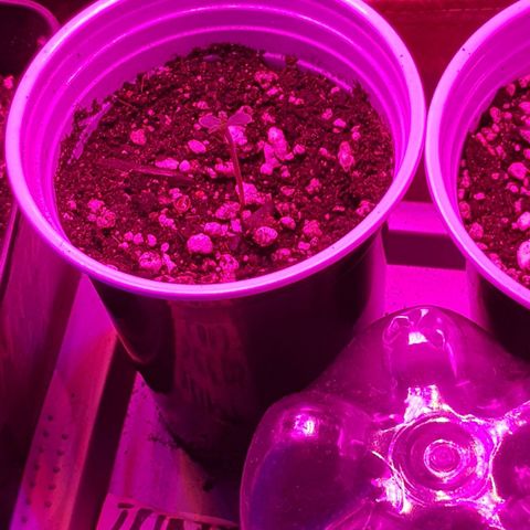 trinity seeds (greenhouse) growlog timeline photo